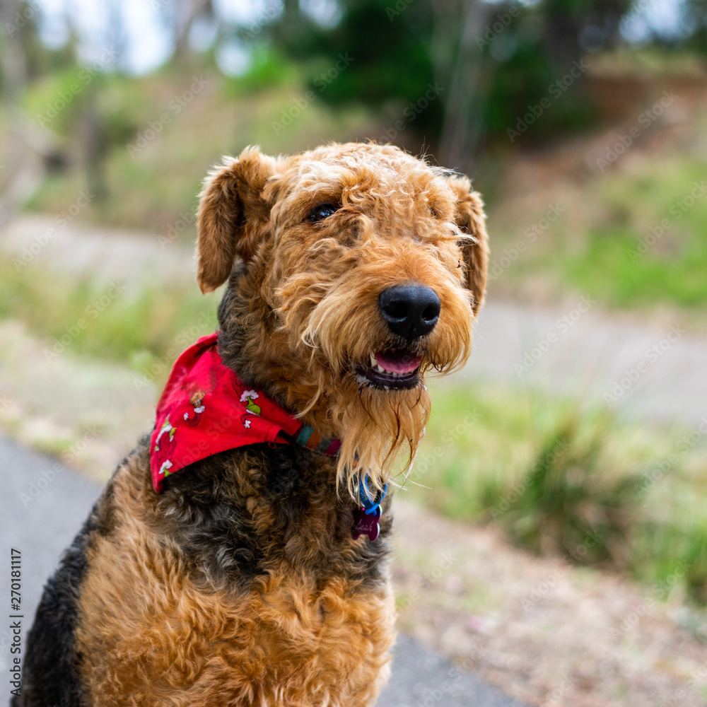 An airedale dog looking cute and happy An airedale dog looking cute and happy