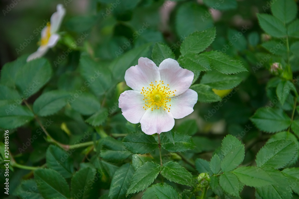 Wild rose flowers. Green leaves as a background. Gentle lighting. Outside. Without people. Amazing nature. Wild rose flowers. Green leaves as a background. Gentle lighting. Outside. Without people. Amazing nature.