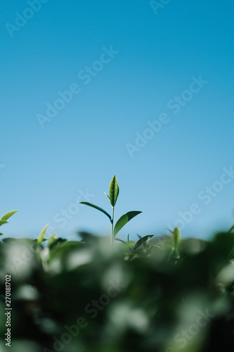 tea leaf in field