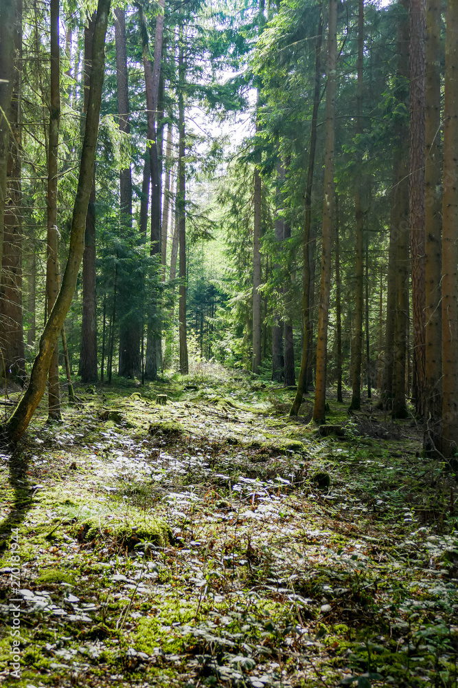 Waldweg in Franken