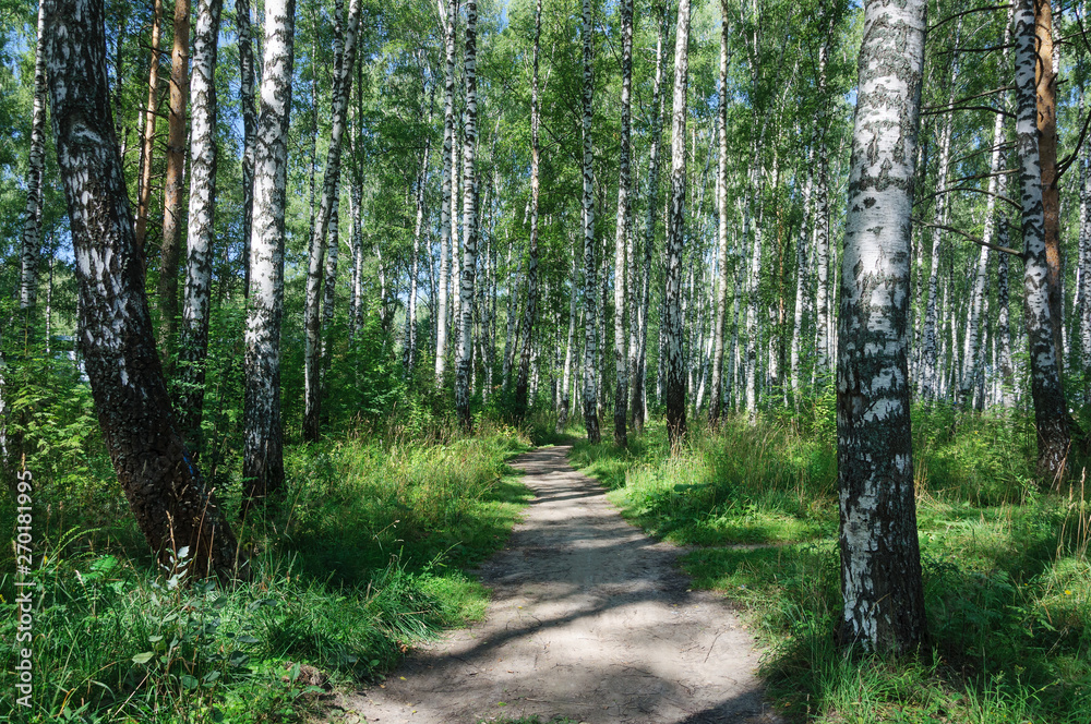 Obraz premium Footpath in birch grove