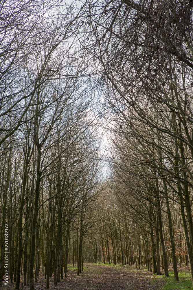 Trees in winter Netherlands Trees in winter Netherlands