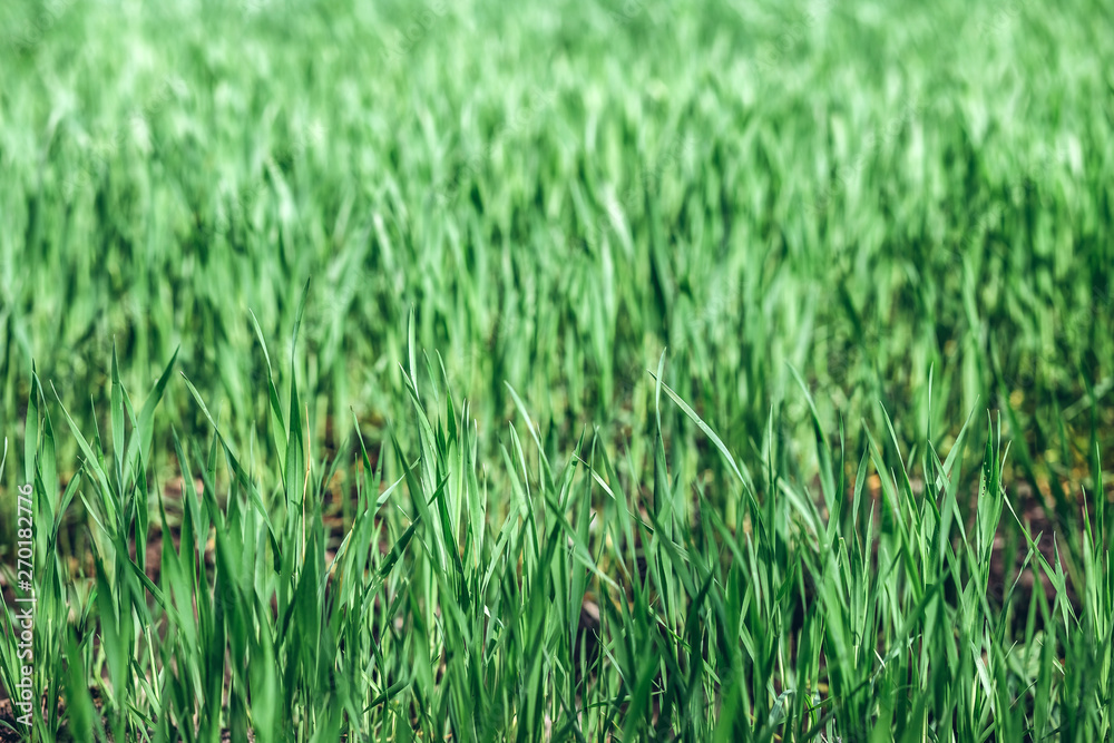 Green rye in field on a sunny day, Europa Green rye in field on a sunny day, Europa