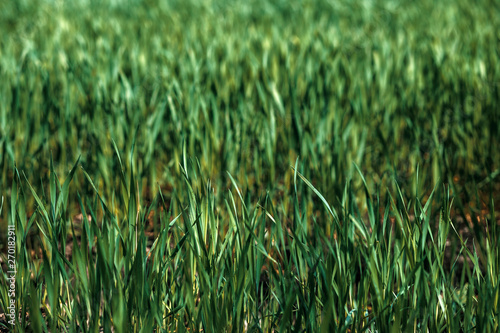 Green rye in field on a sunny day, Europa
