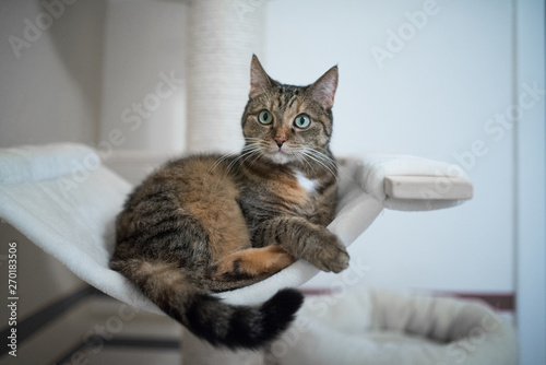 tabby domestic shorthair cat lying on scratching post looking at camera