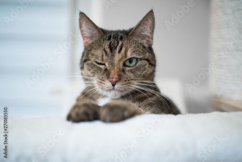 tabby domestic shorthair cat sitting on cat tree winking