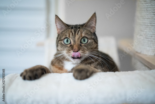 playful tabby domestic shorthair cat on a scratching post looking at camera sticking out tongue