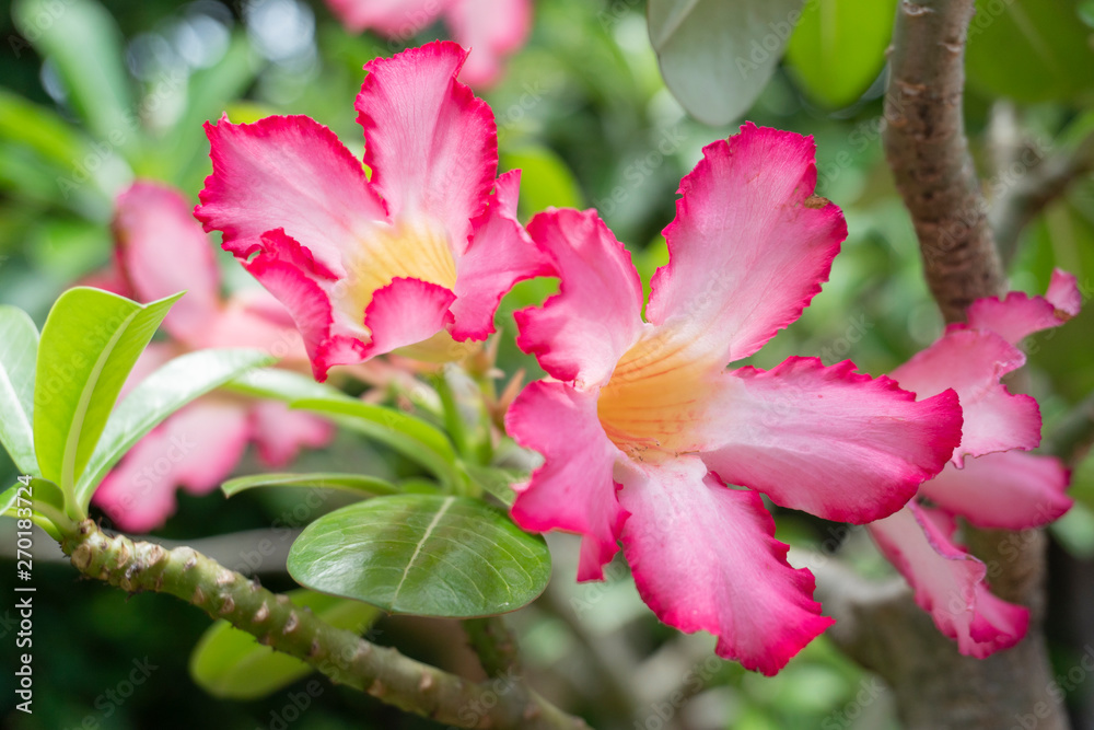 Fototapeta premium Impala Lily, Pink Bignonia