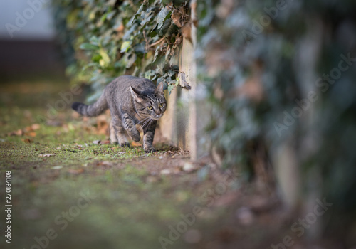 tabby domestic shorthair cat on the prowl