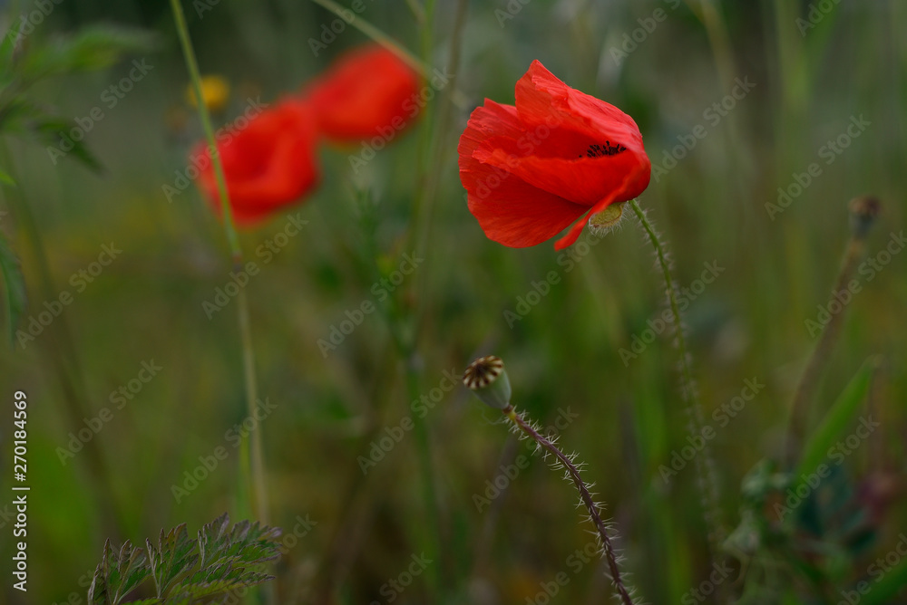 wild poppies in gardens of the neighborhood of Salburua, Vitoria-Gasteiz; Basque Country (Spain) wild poppies in gardens of the neighborhood of Salburua, Vitoria-Gasteiz; Basque Country (Spain)