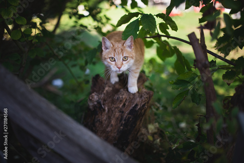 tabby red ginger cat standing on tree bole looking at camera