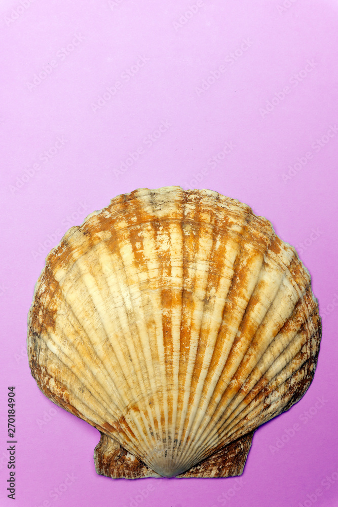 Ocean shell (seashell) isolated on colored background. Shell texture, minimal concept Ocean shell (seashell) isolated on colored background. Shell texture, minimal concept