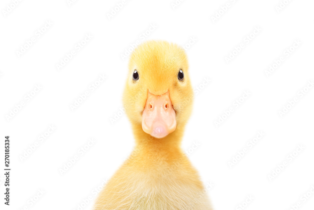 Portrait of a cute little duckling, closeup, isolated on white background - obrazy, fototapety, plakaty 