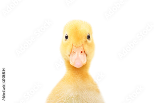 Photo Portrait of a cute little duckling, closeup, isolated on white background