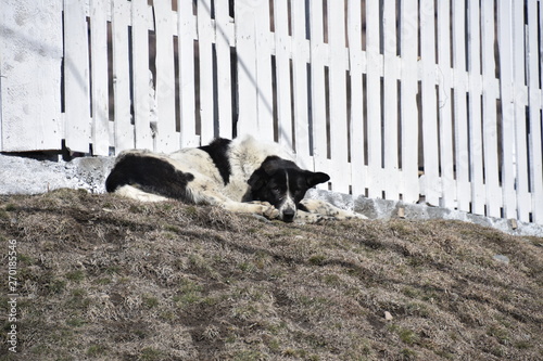 Black and White Dog Resting on Hill, Stepantsmida, Georgia photo