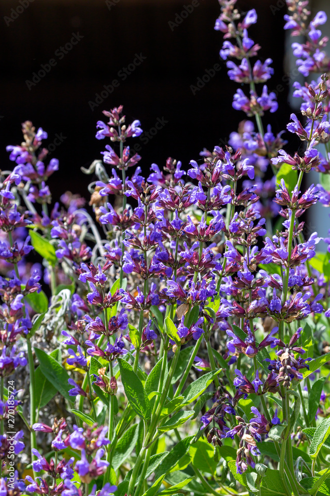 Obraz premium The sage (Salvia officinalis) grows in natural habitat