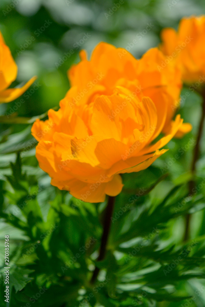 Blooming orange meadow flower in the garden Blooming orange meadow flower in the garden