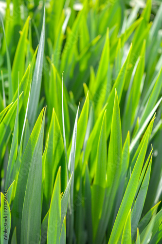 Fresh green grass in the meadow with Shallow Dof