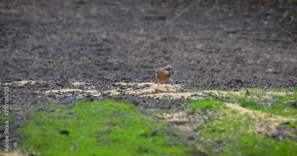 Eurasian jay feeding on corn spilled on the ground Eurasian jay feeding on corn spilled on the ground