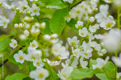 Bird cherry tree in blossom. Close-up of a Tree with white little Flowers