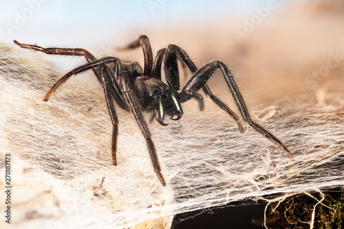 Tube Web Spider, Green-fanged tube web spider, Segestria florentina