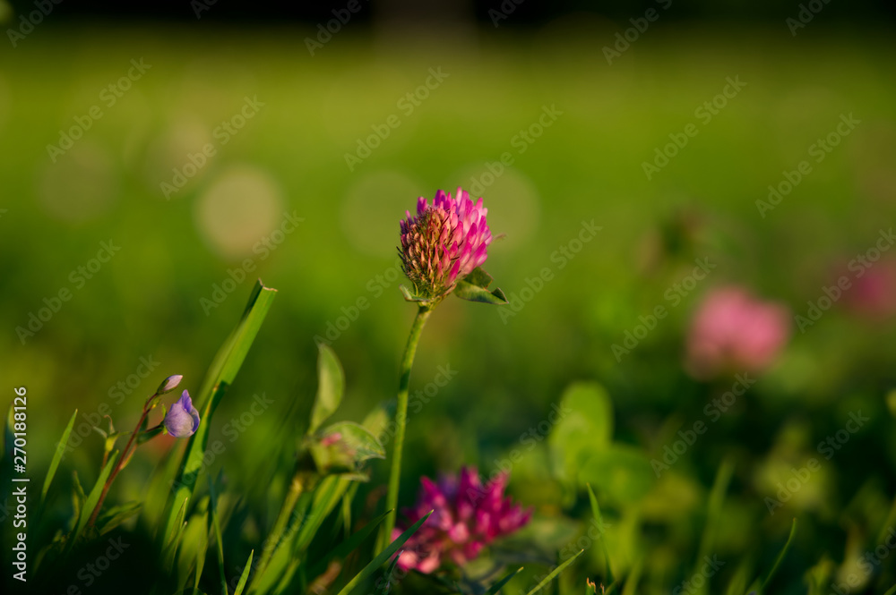 Nahaufnahme einer roten Kleeblume mit grünem Hintergrund und Bokeh Nahaufnahme einer roten Kleeblume mit grünem Hintergrund und Bokeh