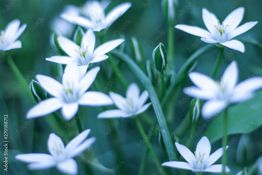 Fototapeta premium Photophone from small white flowers. Flower of the Great Stitchwort Stellaria holostea . Close-up.