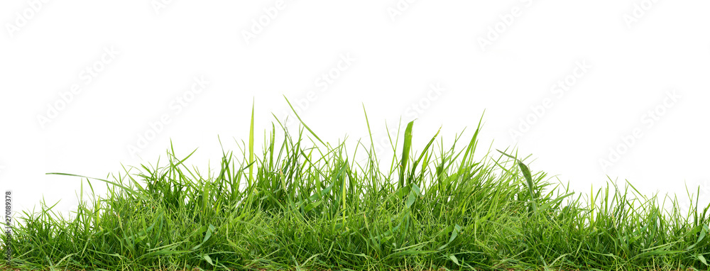 Fresh green grass isolated against a white background
