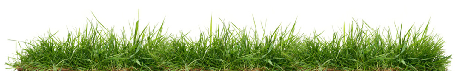 Fresh green grass isolated against a white background
