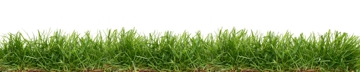 Fresh green grass isolated against a white background