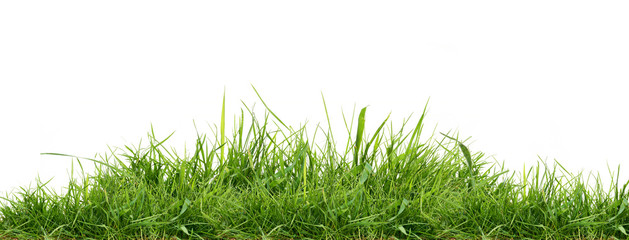 Fresh green grass isolated against a white background
