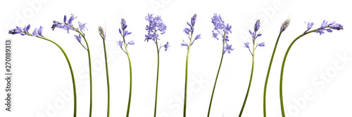 A collection of real bluebell flowers isolated on a white background © Duncan Andison
