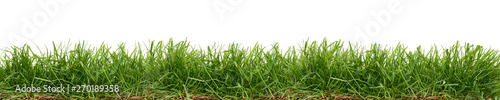 Fotografie, Obraz Fresh green grass isolated against a white background