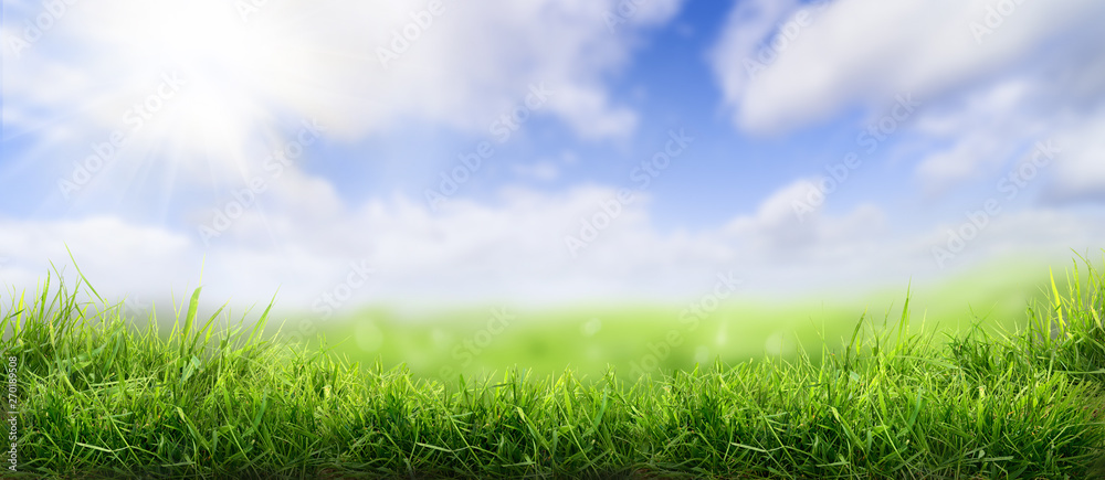 Lush spring green grass background with a sunny summer blue sky over fields and pastures. - obrazy, fototapety, plakaty 