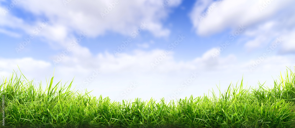 Lush spring green grass background with a sunny summer blue sky over fields and pastures.