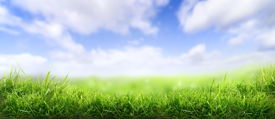 Lush spring green grass background with a sunny summer blue sky over fields and pastures.
