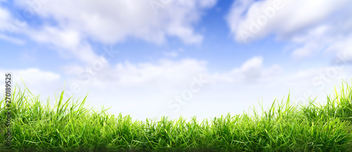 Fototapeta Naklejka Na Ścianę i Meble -  Lush spring green grass background with a sunny summer blue sky over fields and pastures.