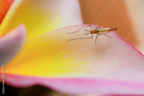 Mosquitoes are caught on flower petals.