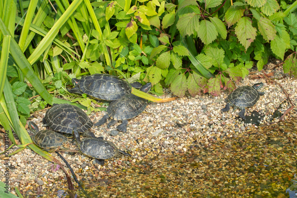 Red-eared sliders bask in the sun on the rocks on the lake pond. A flock of turtles in the wild, resting turtle shore Red-eared sliders bask in the sun on the rocks on the lake pond. A flock of turtles in the wild, resting turtle shore