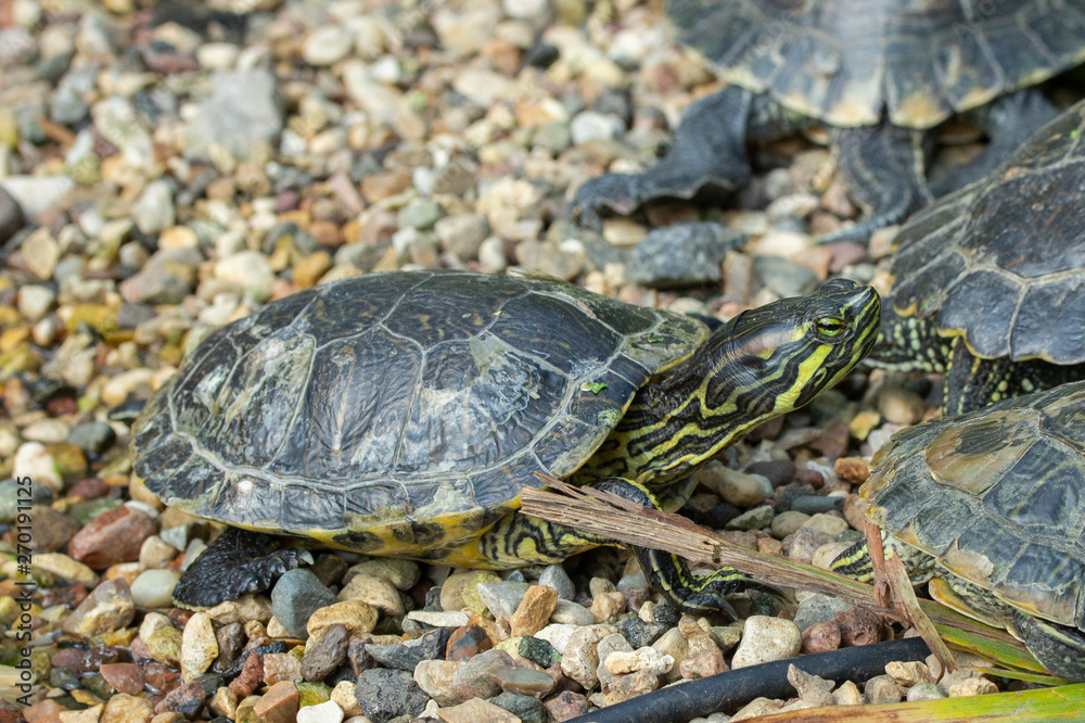 Red-eared slider is the scientific name for Trachemys scripta elegans in the wild. Turtle among congeners close up Red-eared slider is the scientific name for Trachemys scripta elegans in the wild. Turtle among congeners close up