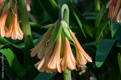Photography Cyrtanthus falcatus a South Africa burgundy red perennial bulbous flower plant c