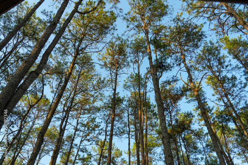 Pine forest in Chiang Mai