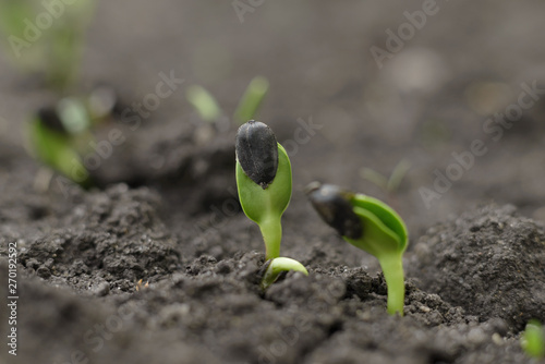 Sprouted seed of sunflower on the soil in the vegetable garden, closeup.