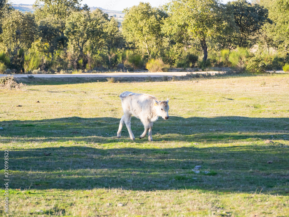 A herd of cows with young calves grazing in the dehesa in Salamanca (Spain). Concept of extensive organic livestock A herd of cows with young calves grazing in the dehesa in Salamanca (Spain). Concept of extensive organic livestock