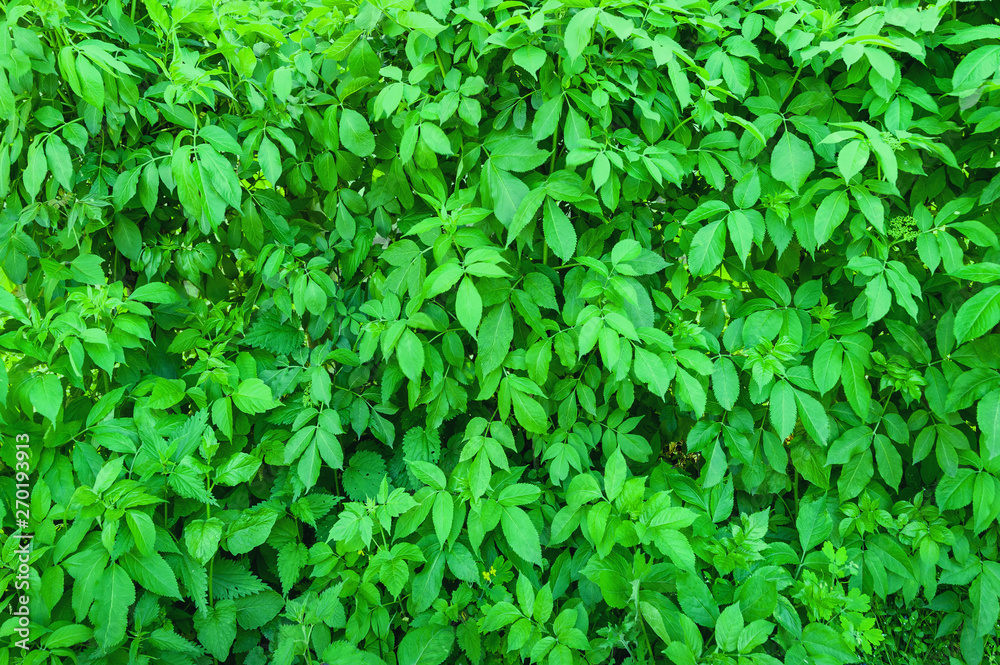 Green leaves background. Green leaves background.