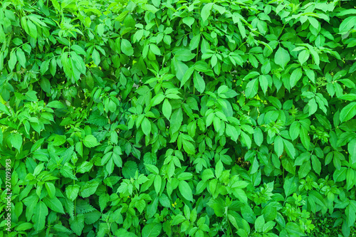 Green leaves background.