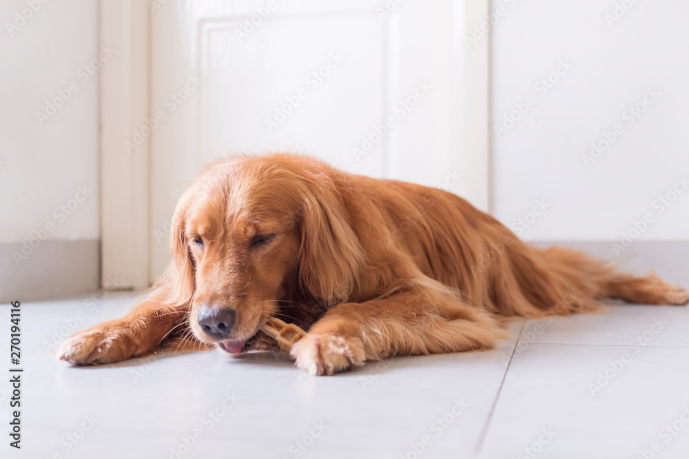 Golden retriever licks a bite on the floor