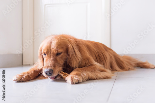 Golden retriever licks a bite on the floor