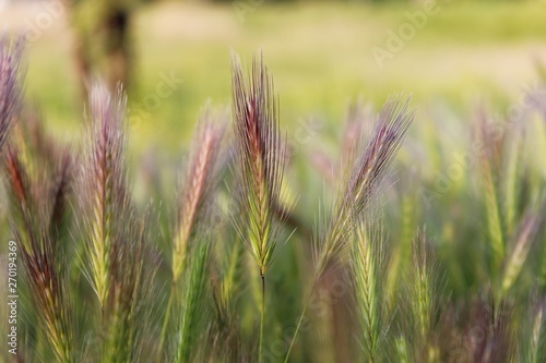 spikelets