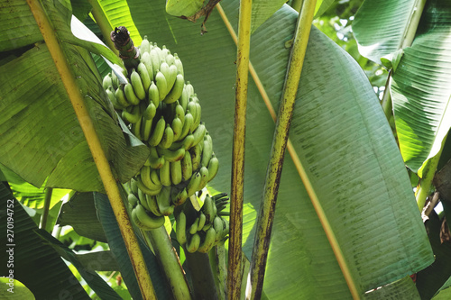 a bunch of bananas in banana tree photo